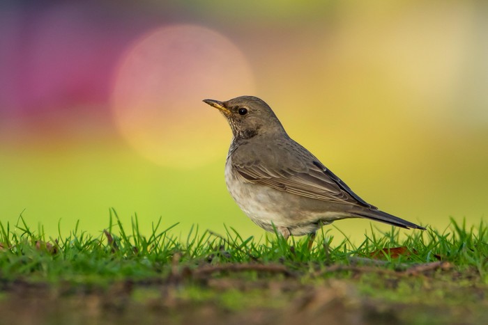 Black-throated Thrush