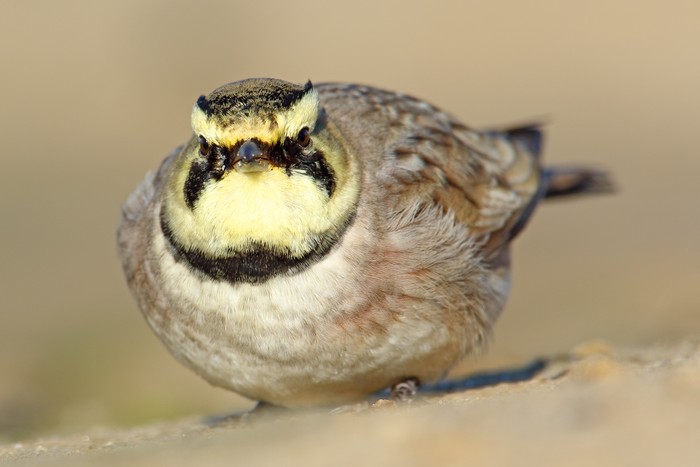 Shorelark