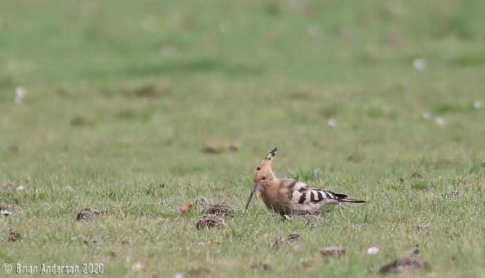 Hoopoe