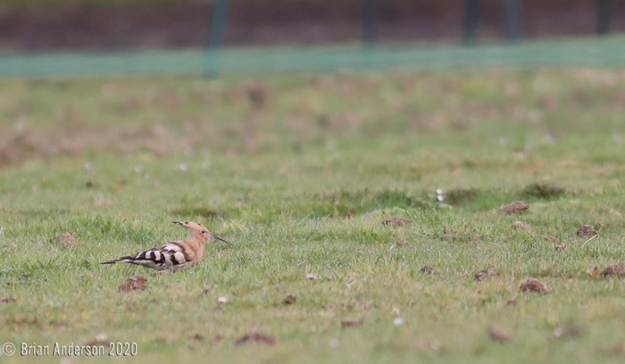 Hoopoe