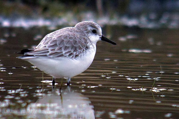 Sanderling
