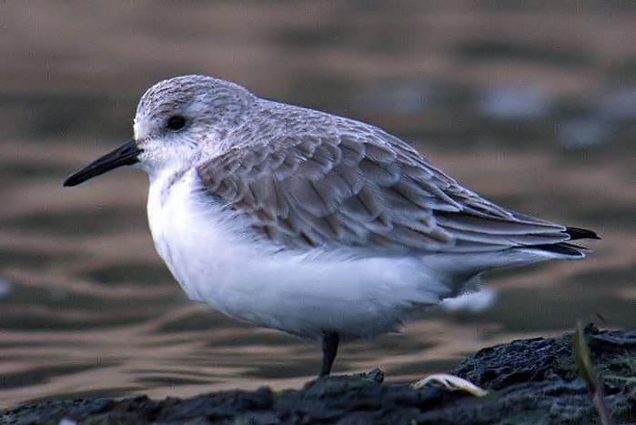 Sanderling