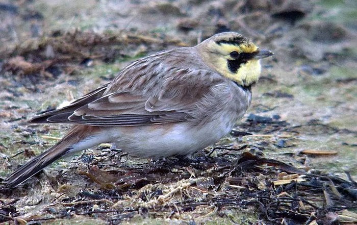 Shorelark