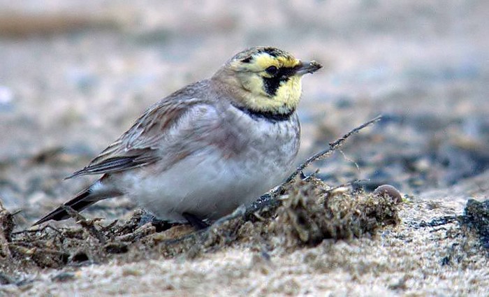 Shorelark