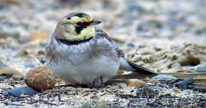 Shorelark