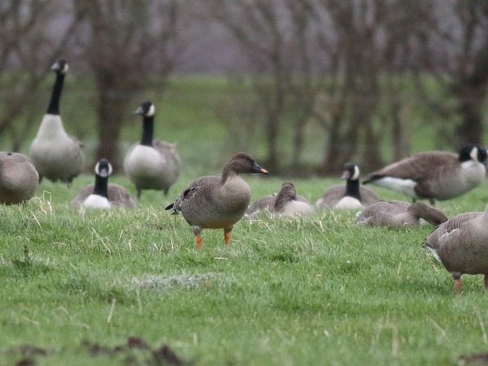 Tundra Bean Goose