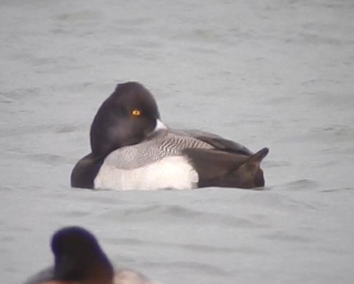 Lesser Scaup