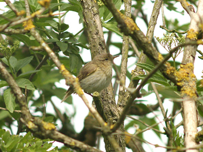 Iberian Chiffchaff