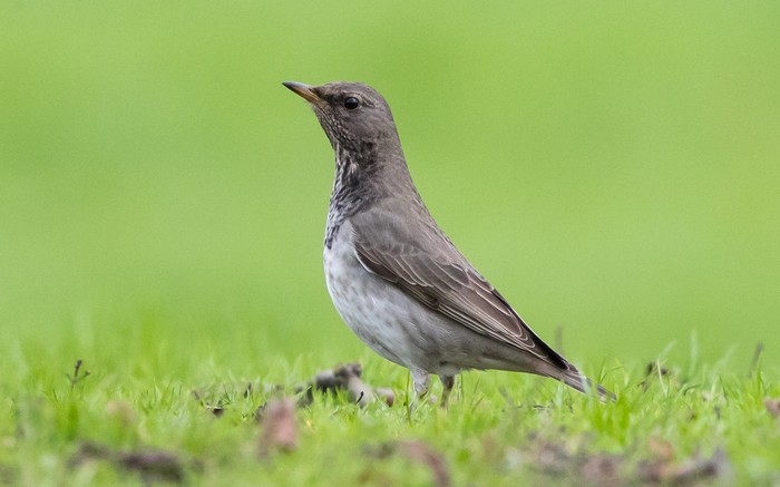Black-throated Thrush