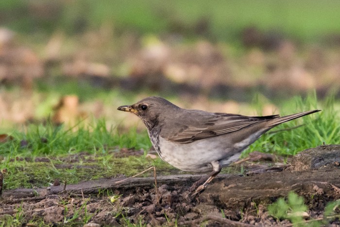 Black-throated Thrush