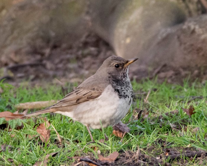 Black-throated Thrush