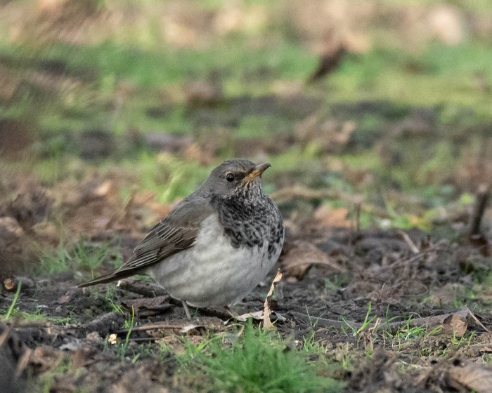Black-throated Thrush