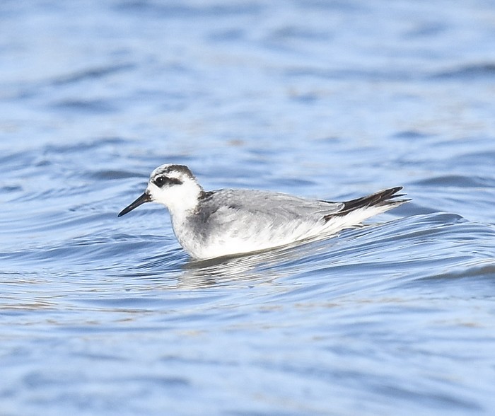 Grey Phalarope