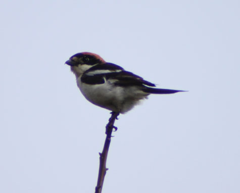 Woodchat Shrike