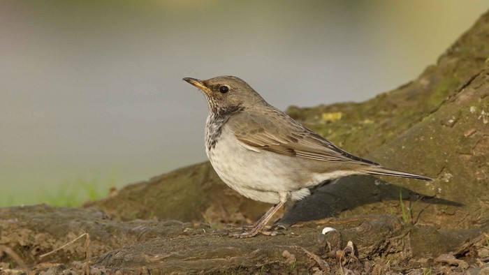 Black-throated Thrush