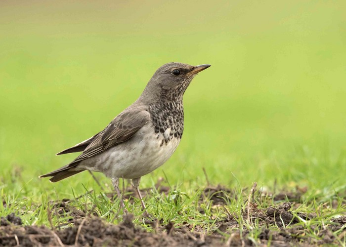 Black-throated Thrush