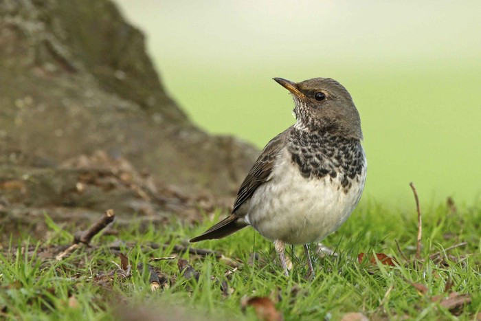 Black-throated Thrush