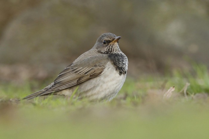 Black-throated Thrush