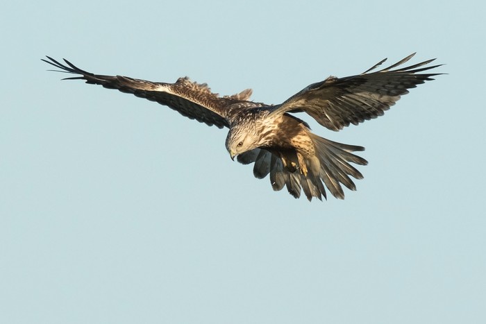 Rough-legged Buzzard