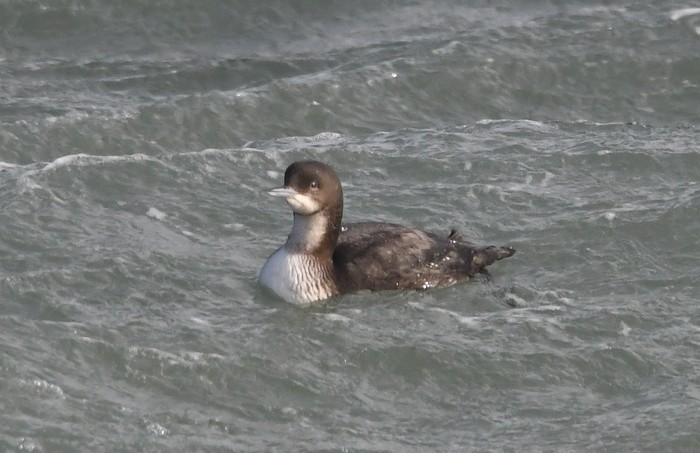 Pacific Diver
