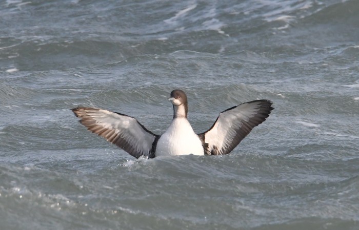Pacific Diver