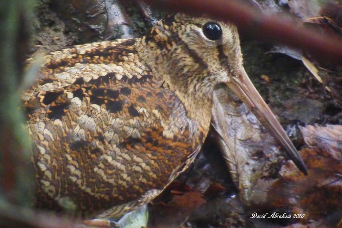 Woodcock