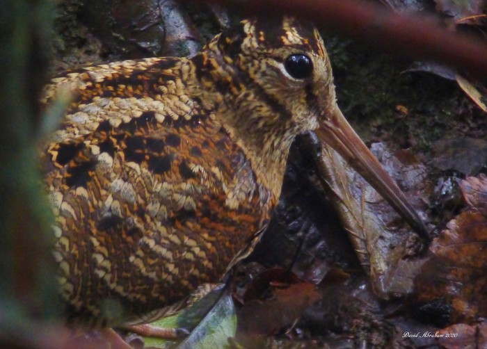 Woodcock