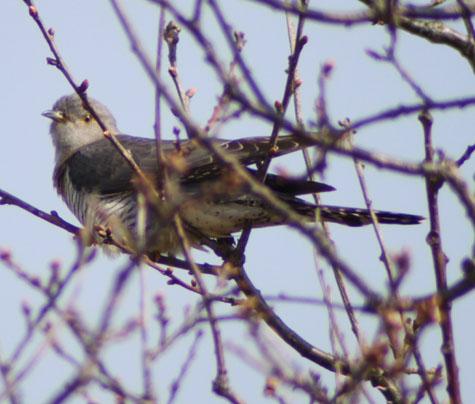 Cuckoo