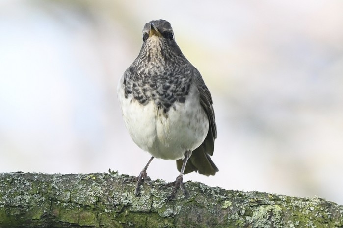 Black-throated Thrush