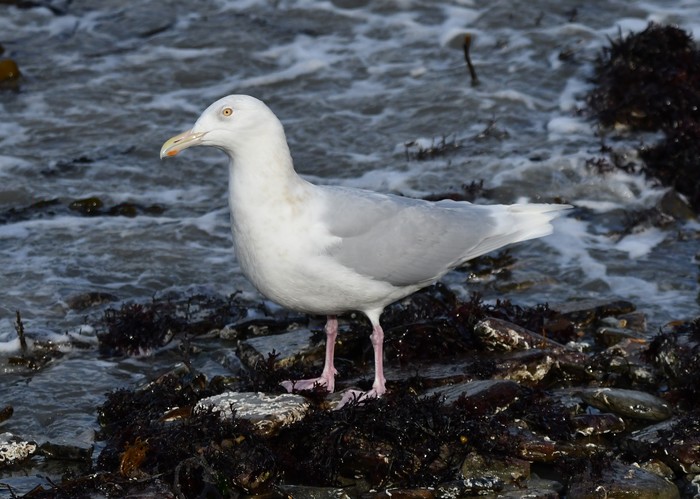 Glaucous Gull
