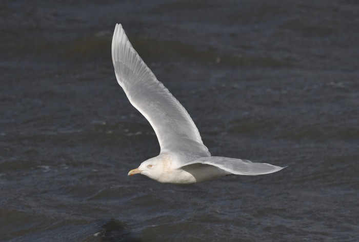 Glaucous Gull