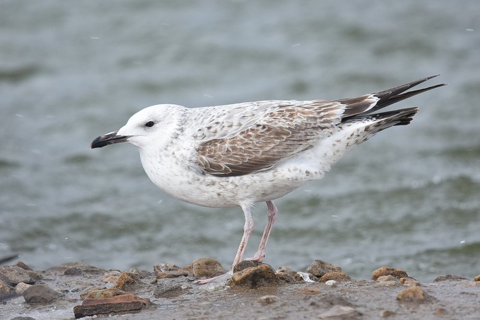 Caspian Gull