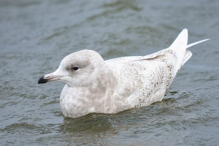 Iceland Gull