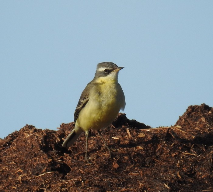Blue-headed Eastern Yellow Wagtail