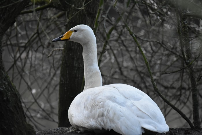 Whooper Swan