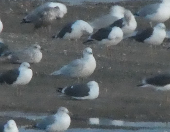 Iceland Gull