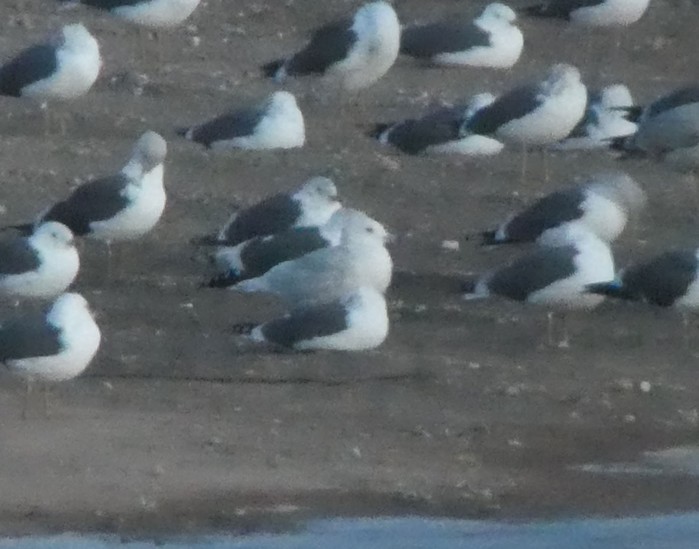 Iceland Gull