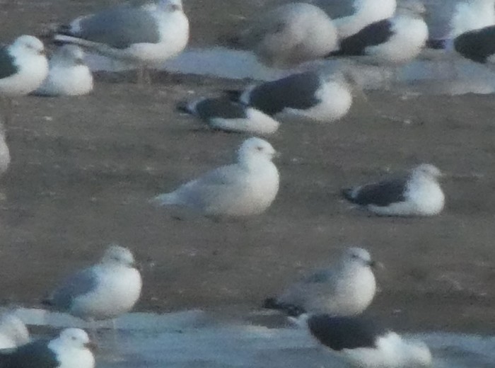 Iceland Gull