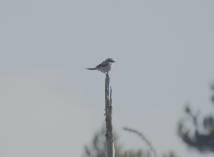 Great Grey Shrike
