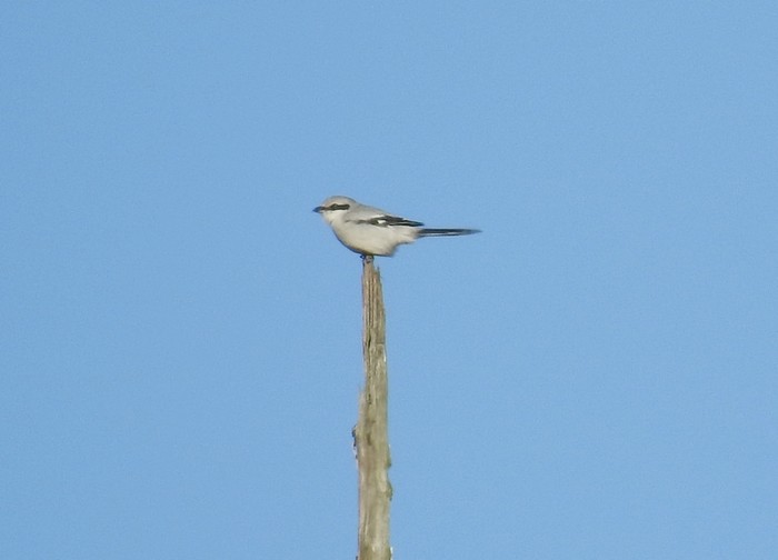 Great Grey Shrike