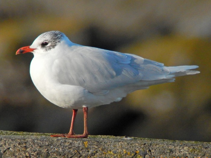 Mediterranean Gull