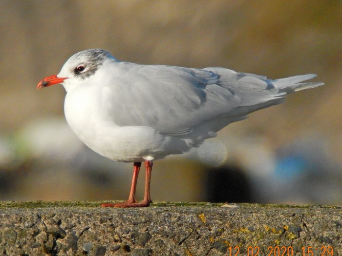 Mediterranean Gull