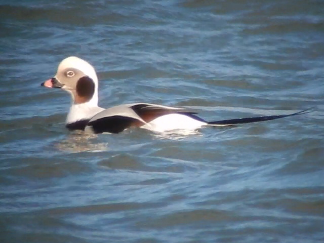 Long-tailed Duck