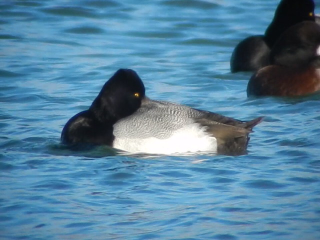 Lesser Scaup
