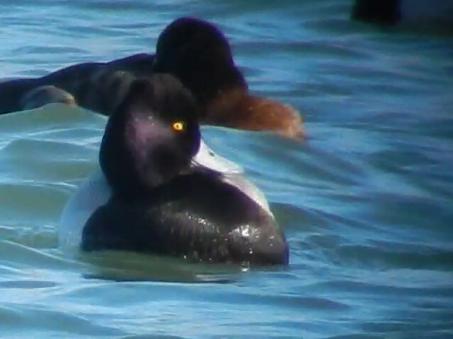Lesser Scaup
