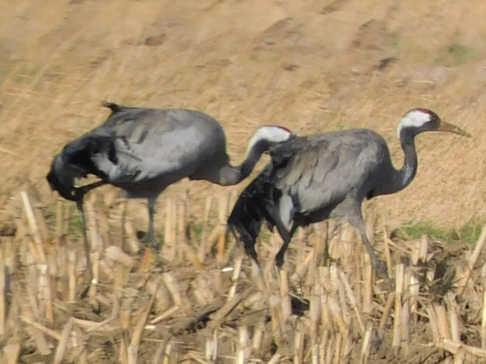 Common Crane