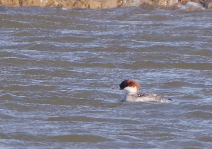 Smew