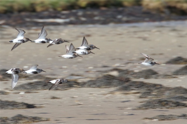 Broad-billed Sandpiper