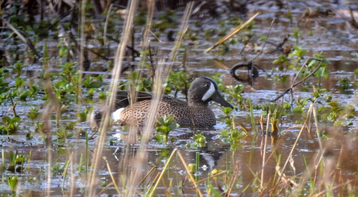 Blue-winged Teal