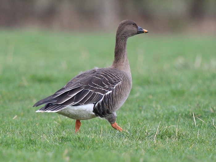 Tundra Bean Goose